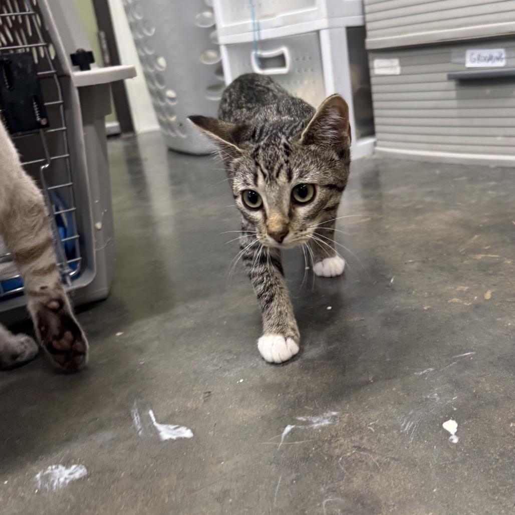 Cleopatra, Adoptable, Kitten Female Domestic Short Hair.