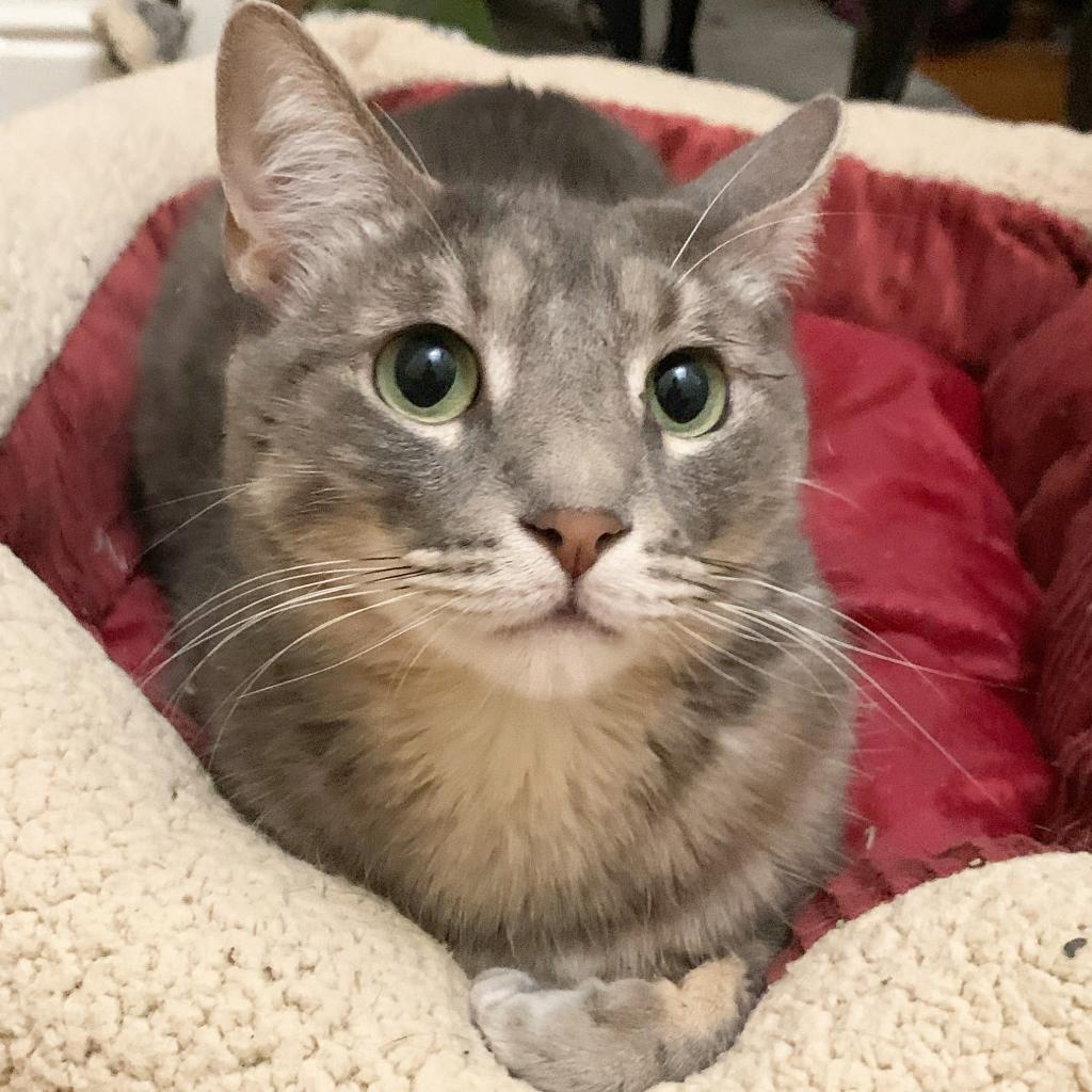 Enlarge Shrimp, a Adoptable mixed breed in Costa Mesa, CA image 1/6