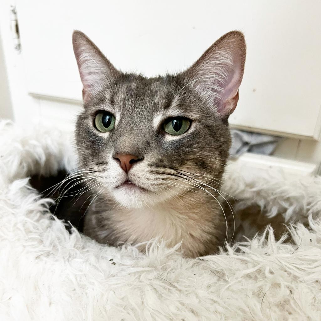 Enlarge Shrimp, a Adoptable mixed breed in Costa Mesa, CA image 2/6