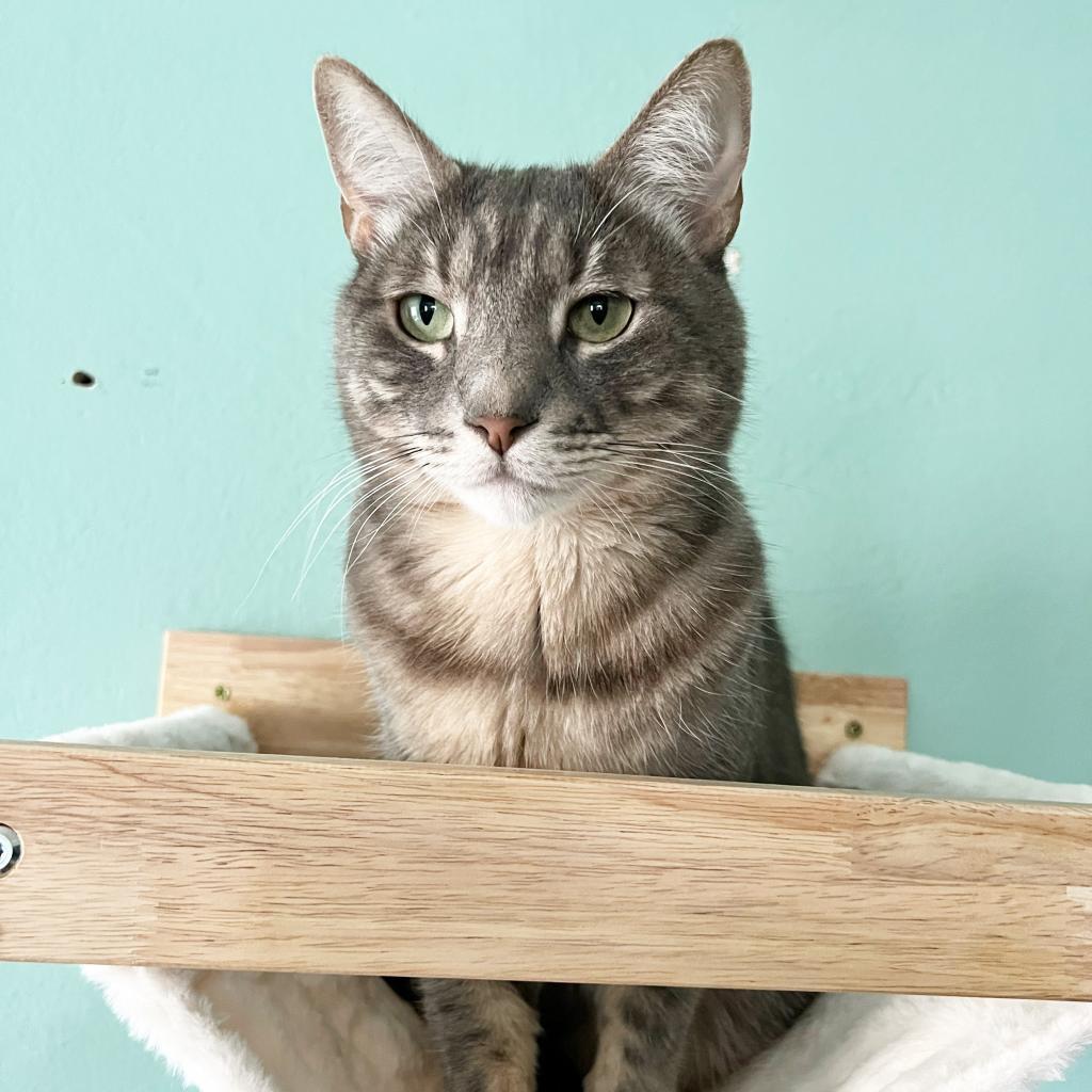 Enlarge Shrimp, a Adoptable mixed breed in Costa Mesa, CA image 3/6