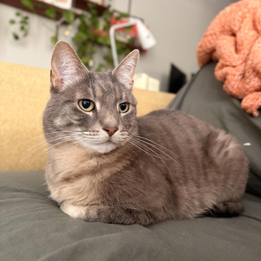 Enlarge Shrimp, a Adoptable mixed breed in Costa Mesa, CA image 4/6