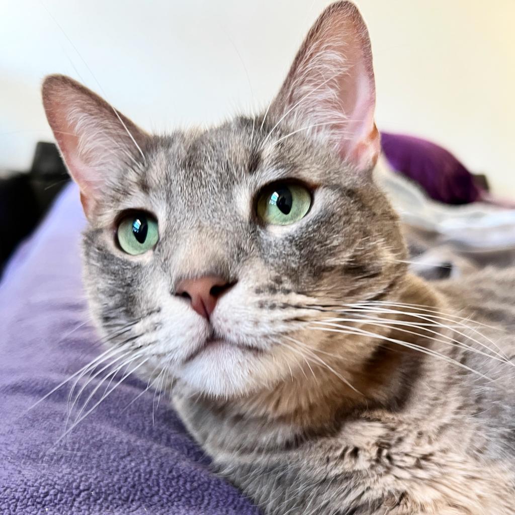 Enlarge Shrimp, a Adoptable mixed breed in Costa Mesa, CA image 4/6