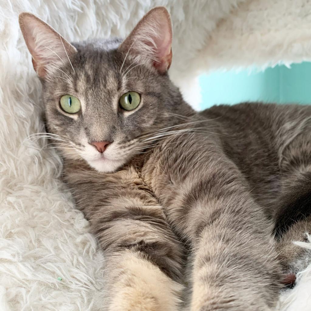 Enlarge Shrimp, a Adoptable mixed breed in Costa Mesa, CA image 5/6