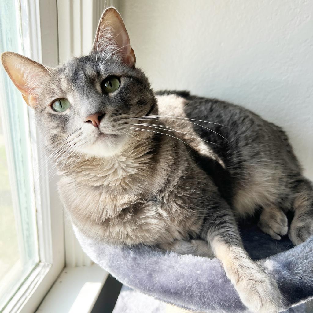 Enlarge Shrimp, a Adoptable mixed breed in Costa Mesa, CA image 6/6