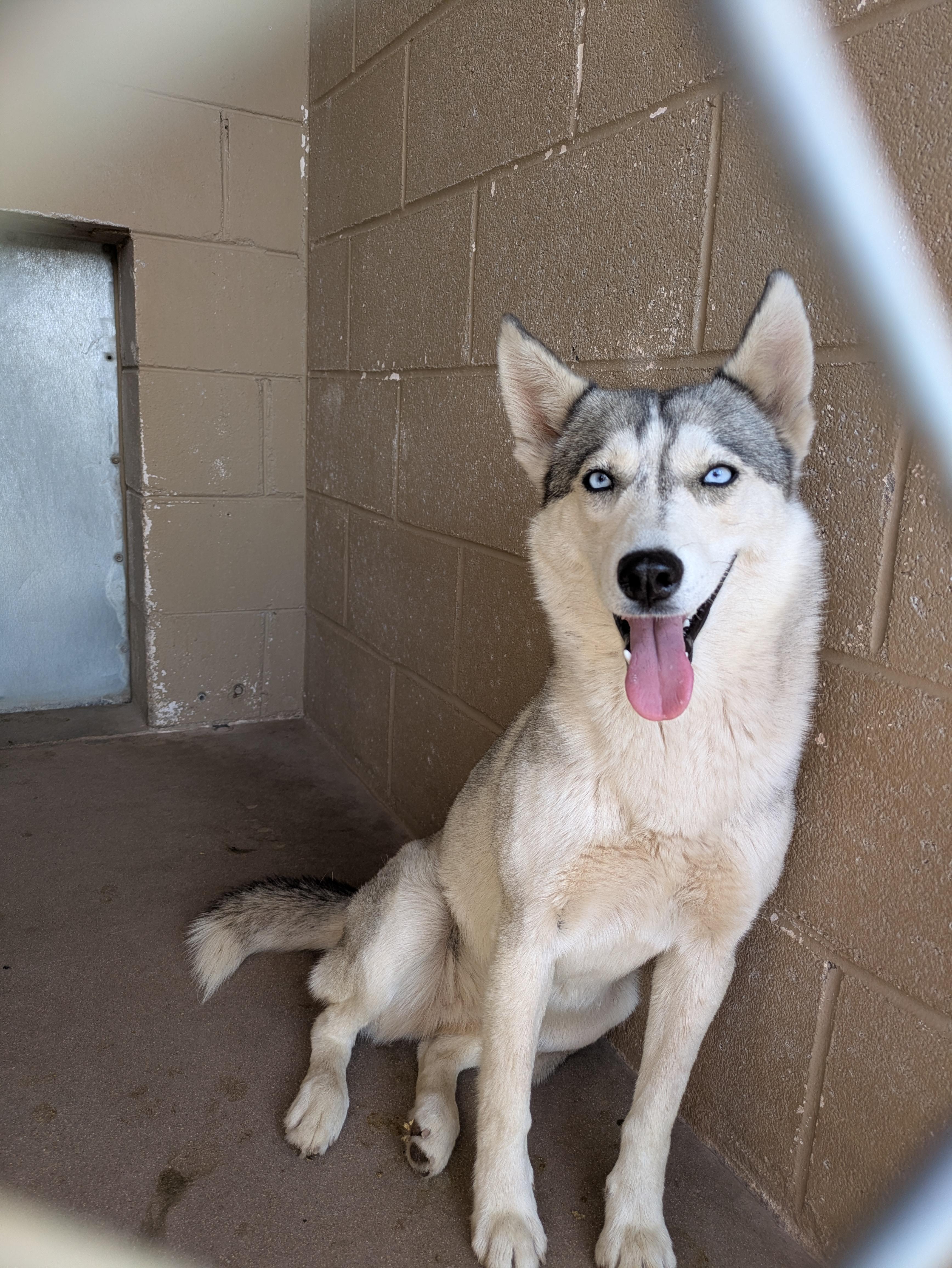 Kida, ADOPTABLE, Adult Female Siberian Husky.