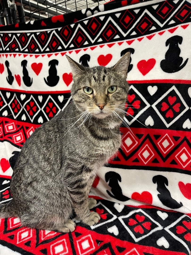 Enlarge Odie, a Adoptable Domestic Short Hair in Independence, IA image 1/1