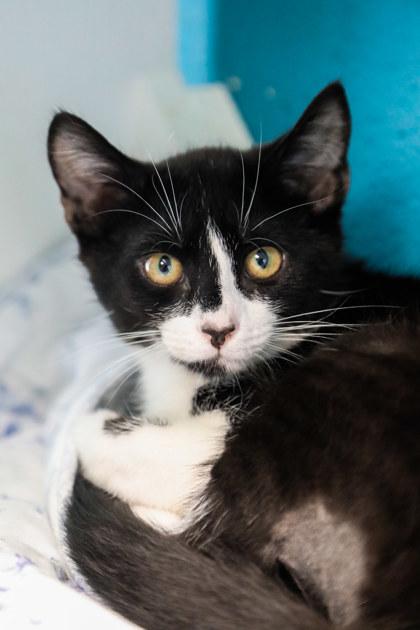 Batman, Adoptable, Young Male Domestic Short Hair & Domestic Short Hair.