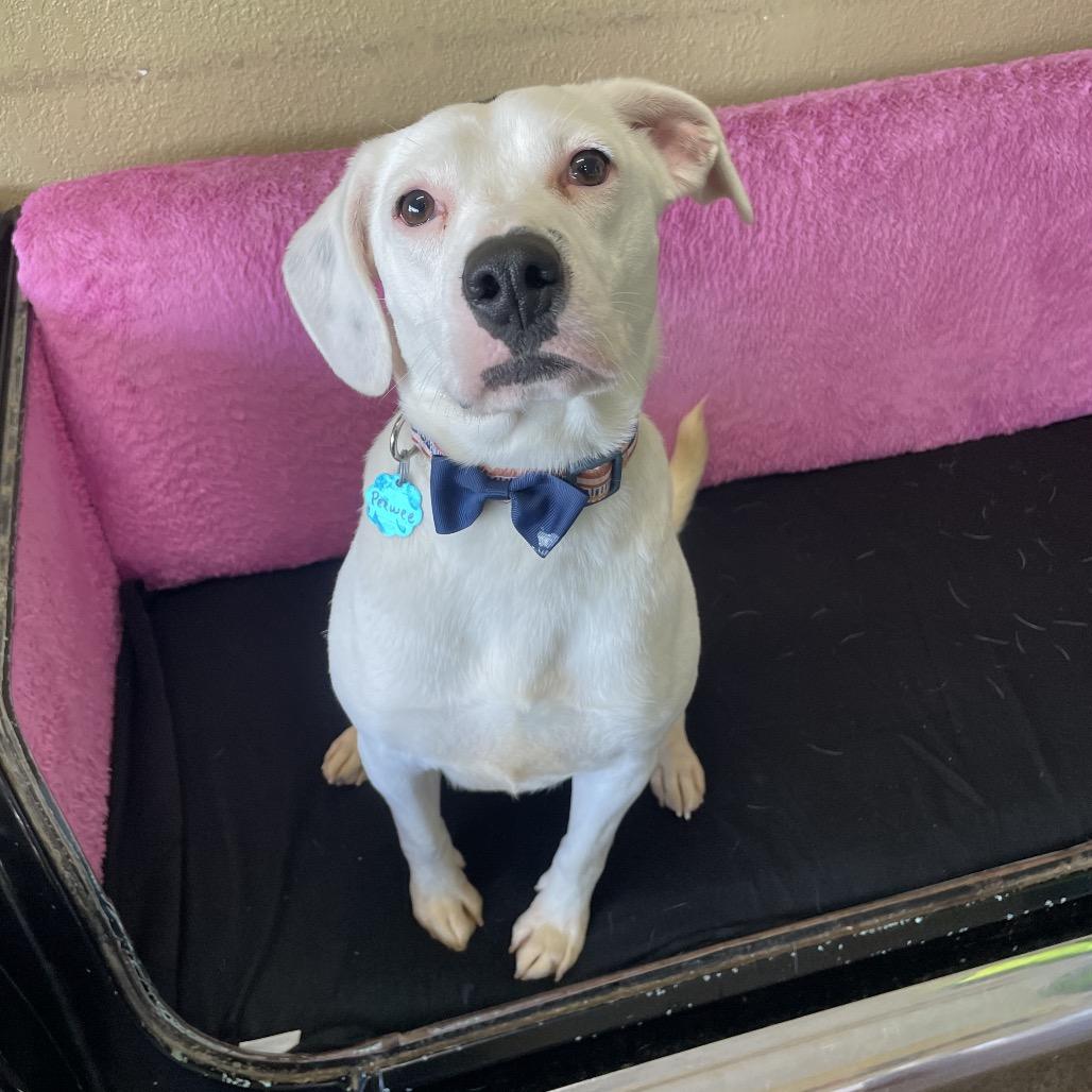 Enlarge Peewee, a Adoptable mixed breed in Springfield, MO image 1/3