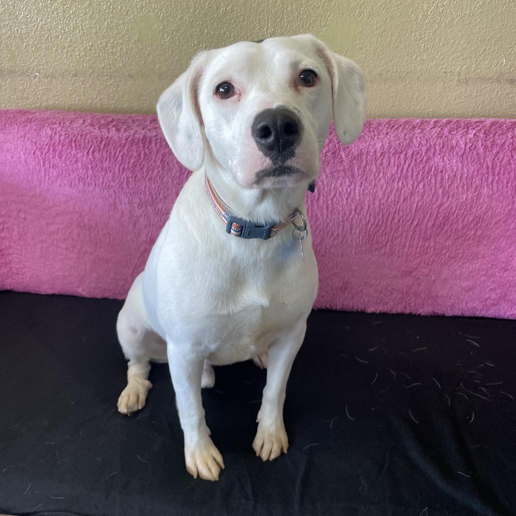 Enlarge Peewee, a Adoptable mixed breed in Springfield, MO image 2/3