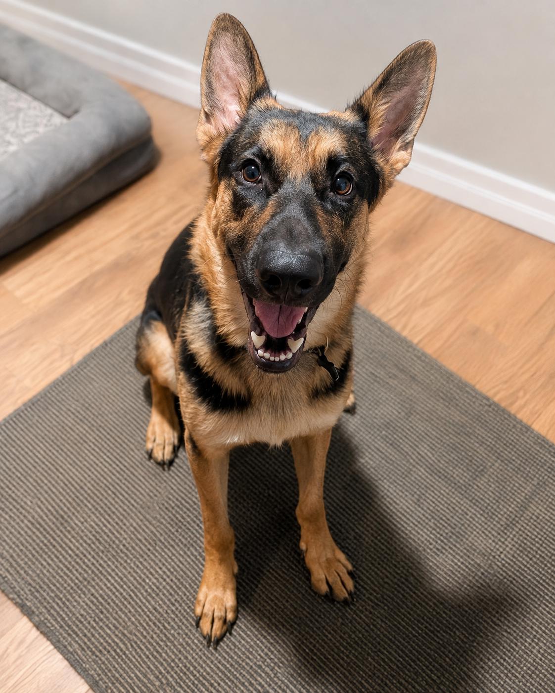 Enlarge Neeko, a ADOPTABLE German Shepherd Dog in Chesterfield, MO image 3/4