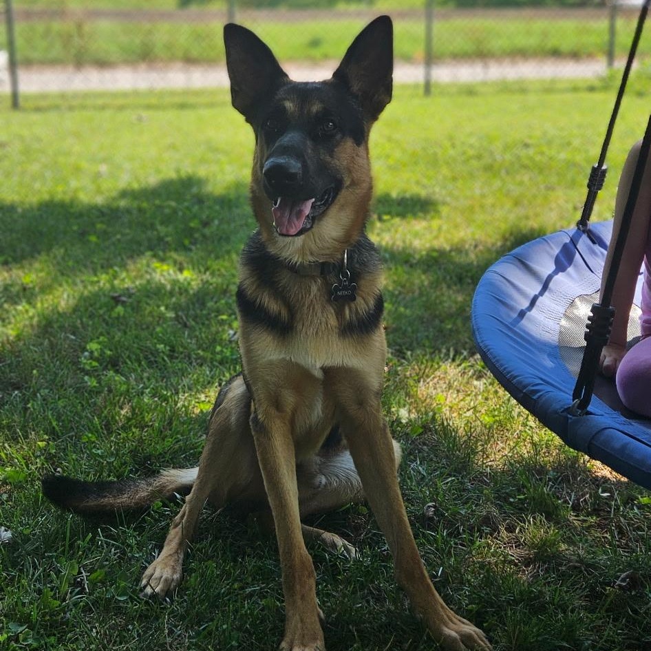 Enlarge Neeko, a ADOPTABLE German Shepherd Dog in Chesterfield, MO image 2/4
