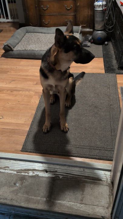 Enlarge Neeko, a ADOPTABLE German Shepherd Dog in Chesterfield, MO video 4/4