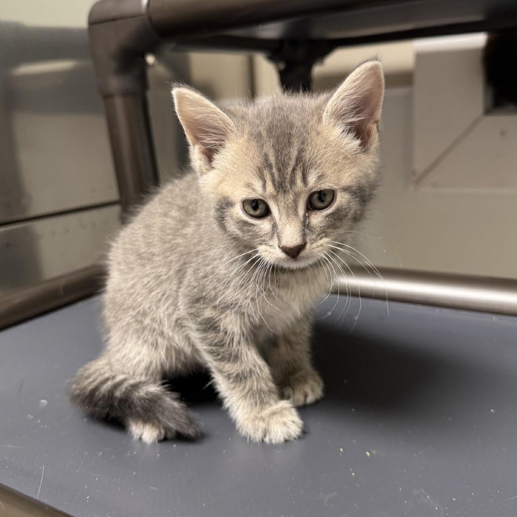 Flint, Adoptable, Kitten Male American Shorthair.
