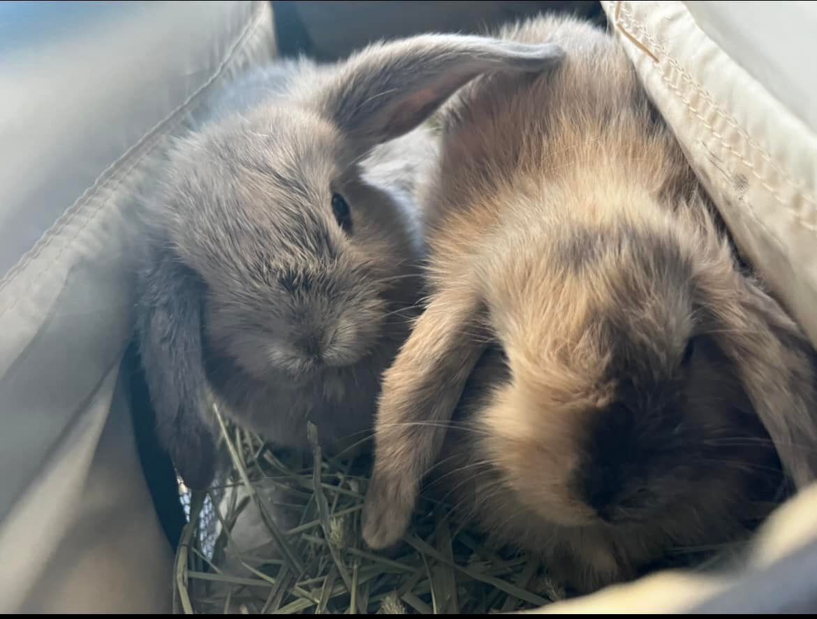 Enlarge Cinnabon and BunBun, a Adoptable Holland Lop in Los Angeles, CA image 1/6