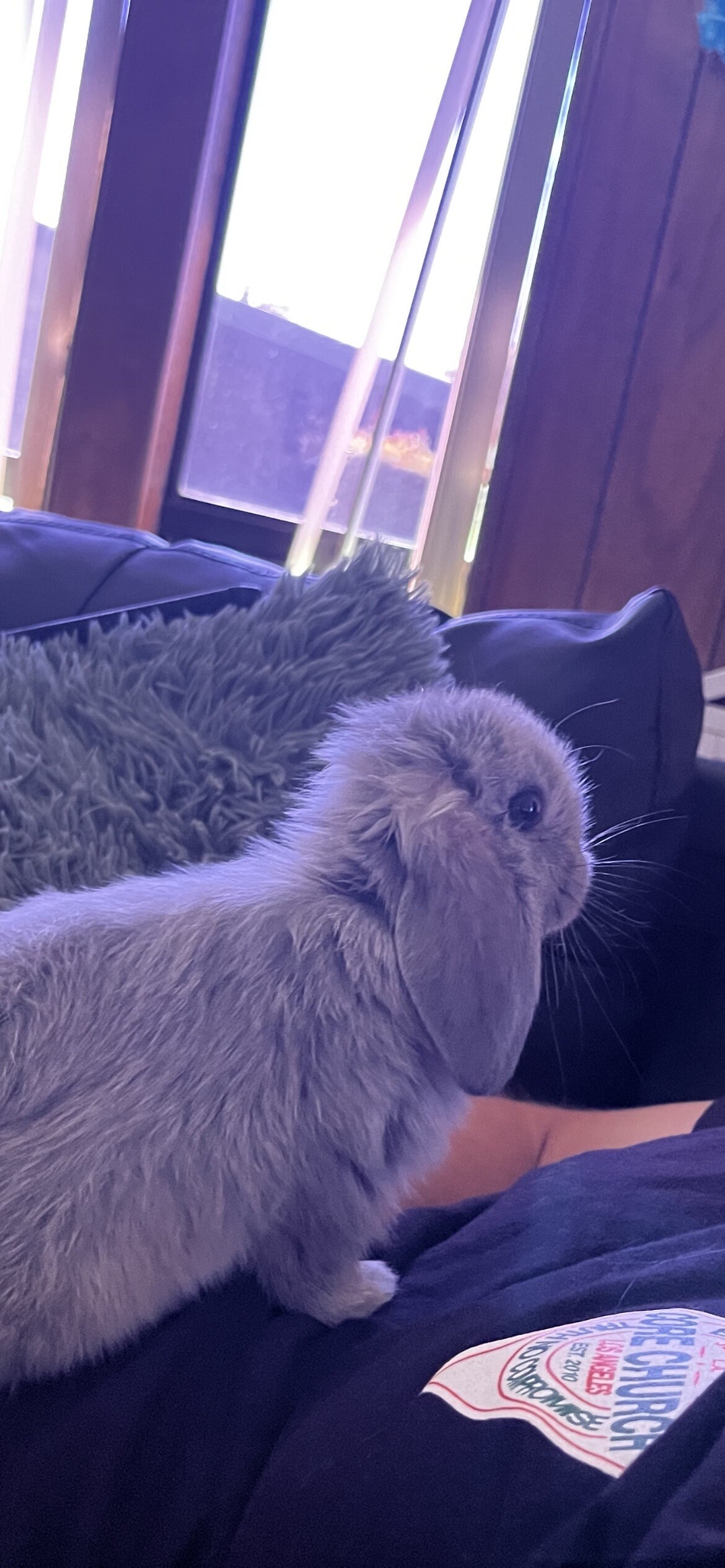 Enlarge Cinnabon and BunBun, a Adoptable Holland Lop in Los Angeles, CA image 2/6