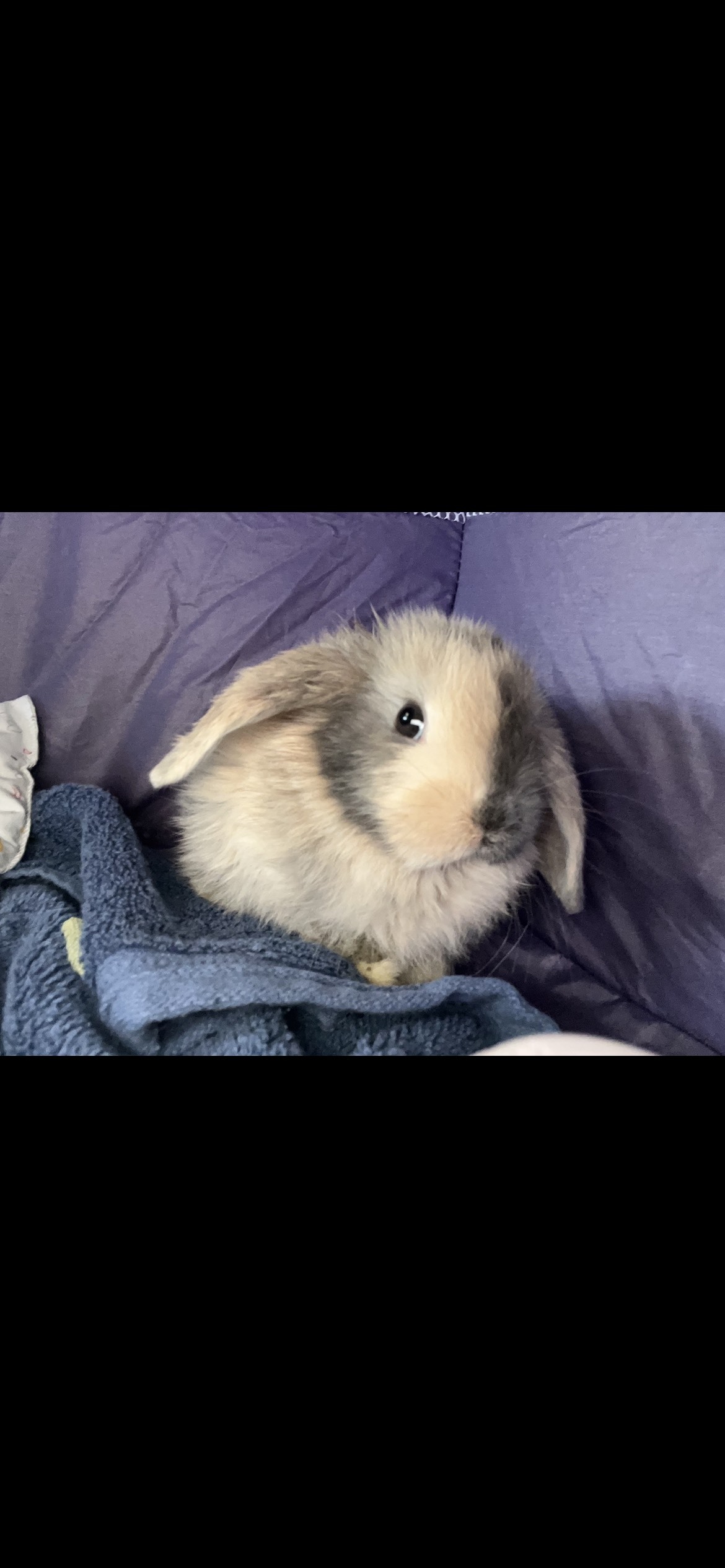 Enlarge Cinnabon and BunBun, a Adoptable Holland Lop in Los Angeles, CA image 3/6