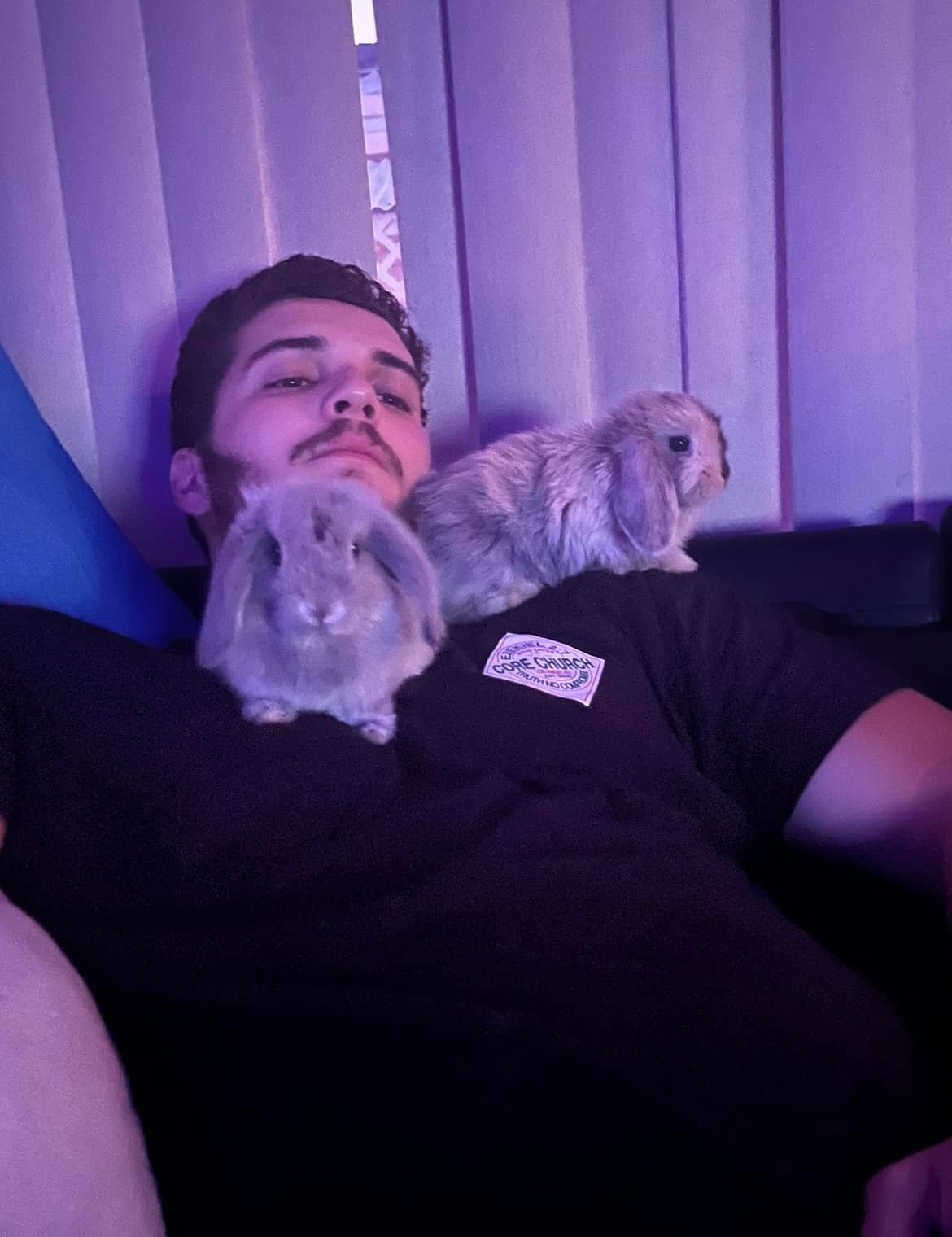 Enlarge Cinnabon and BunBun, a Adoptable Holland Lop in Los Angeles, CA image 5/6