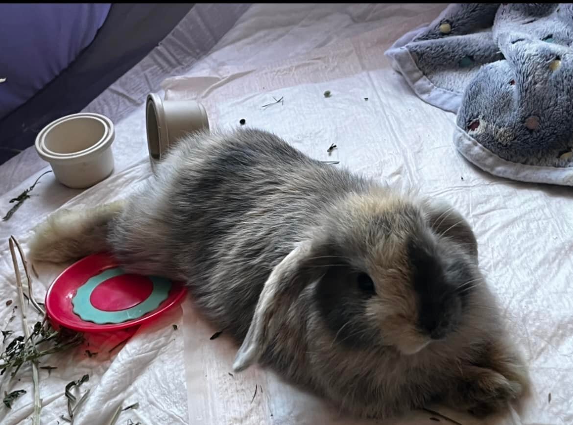 Enlarge Cinnabon and BunBun, a Adoptable Holland Lop in Los Angeles, CA image 6/6
