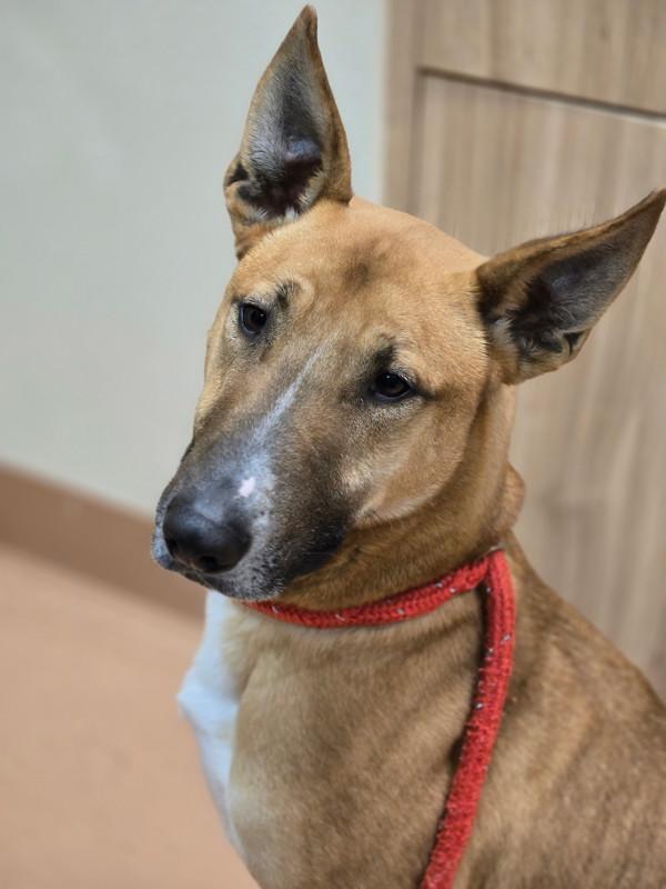 Enlarge Willy Woo, a Adoptable mixed breed in Kennewick, WA image 1/1