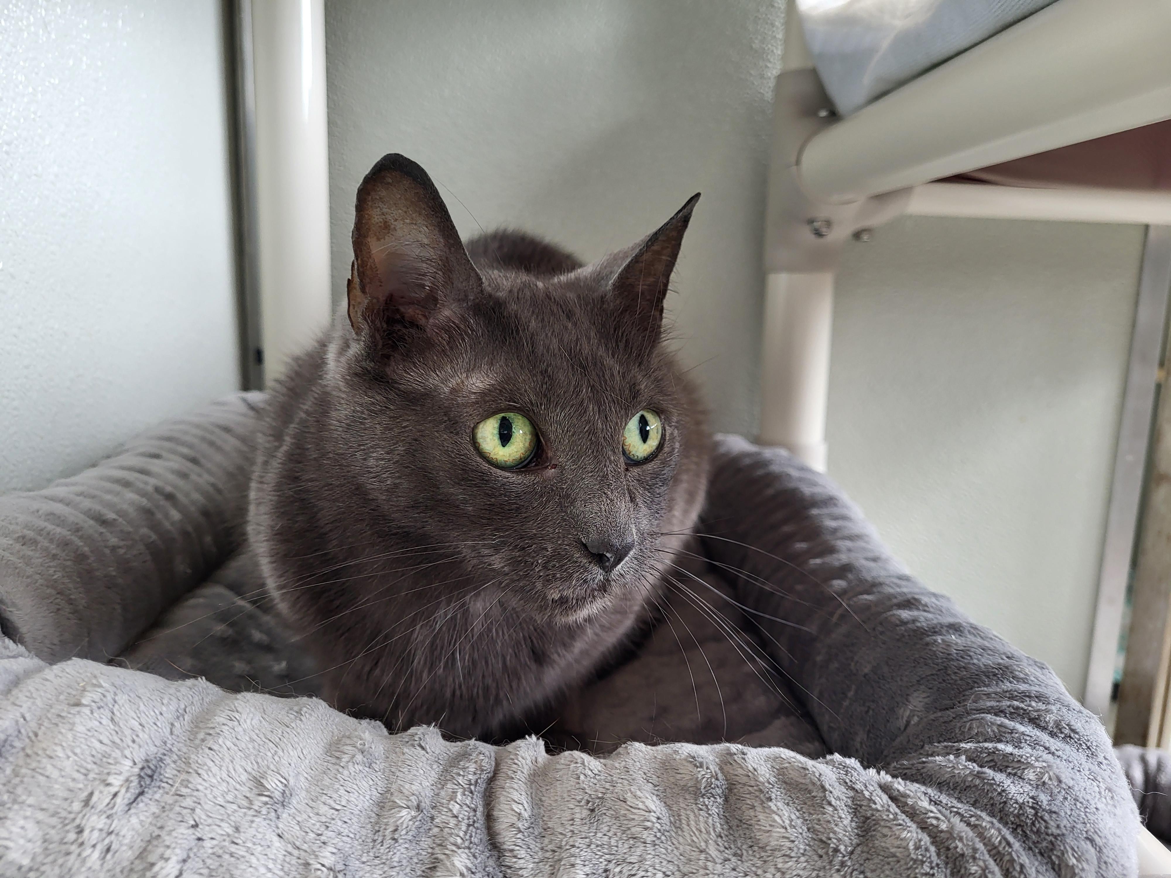 Cailin, a Adoptable Domestic Short Hair in Grayslake, IL image 1/2