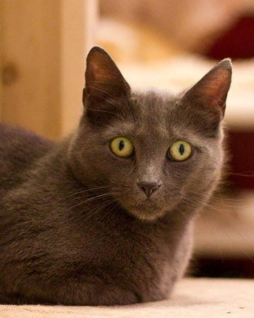 Cailin, a Adoptable Domestic Short Hair in Grayslake, IL image 2/2