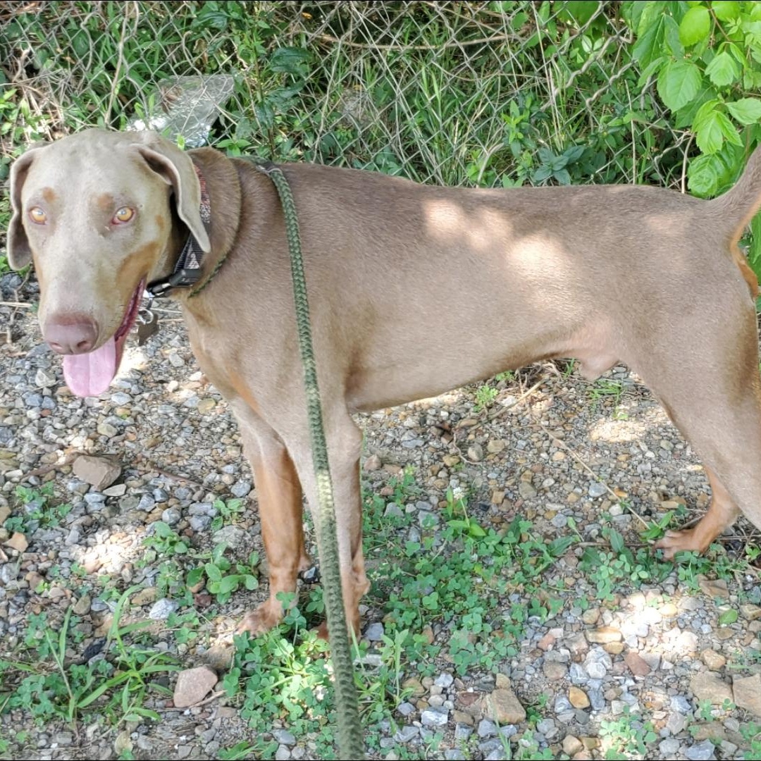 Raz, a Adoptable mixed breed in Atlanta, GA image 4/6