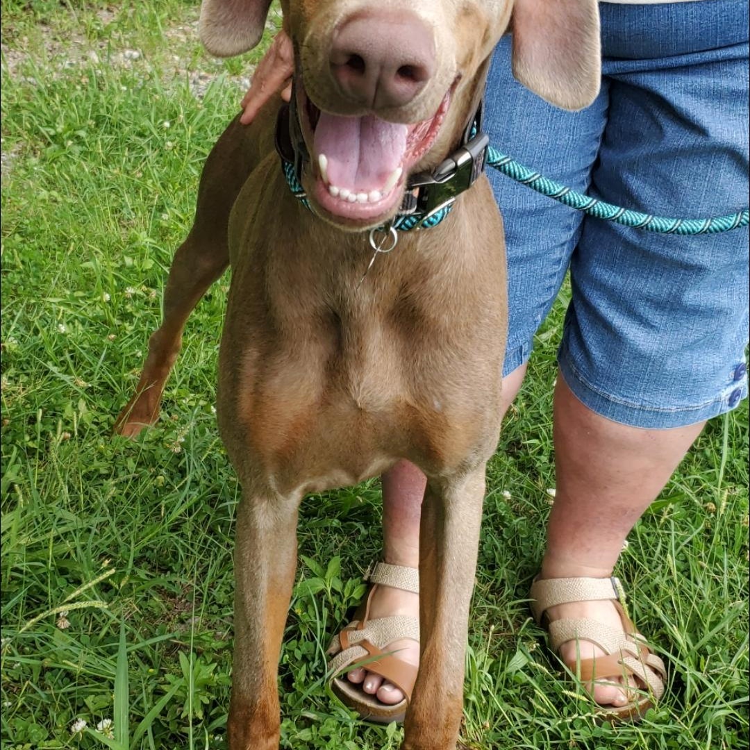 Raz, a Adoptable mixed breed in Atlanta, GA image 3/6