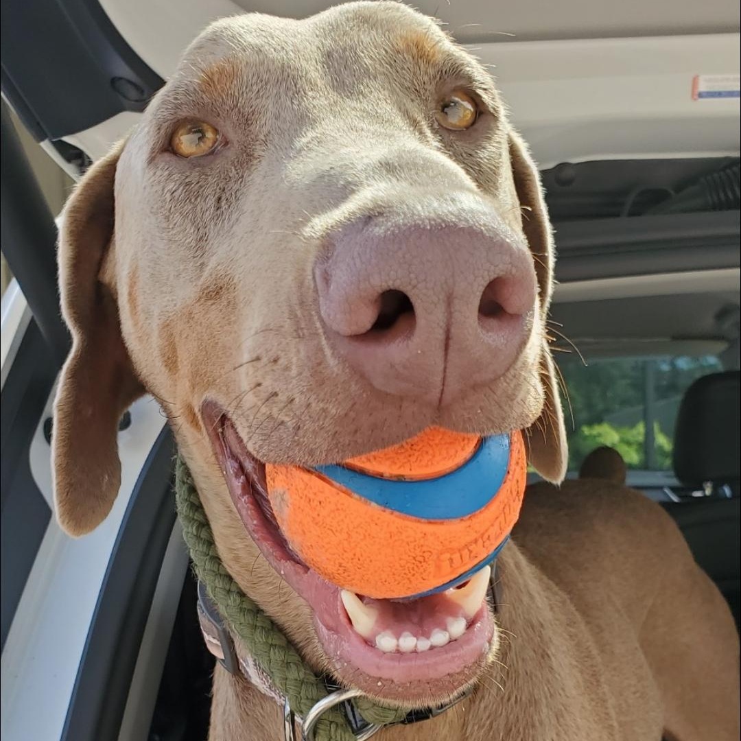 Raz, Adoptable, Young Male Weimaraner & Doberman Pinscher.