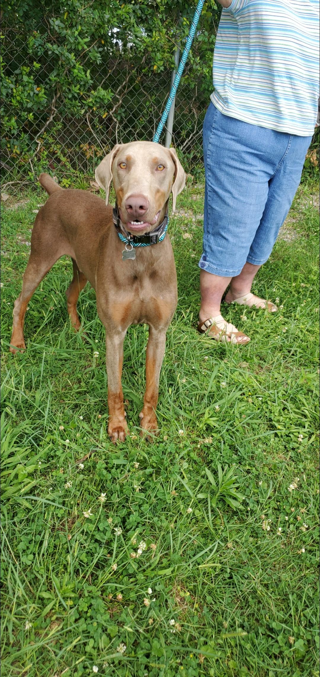 Raz, a Adoptable mixed breed in Atlanta, GA image 6/6