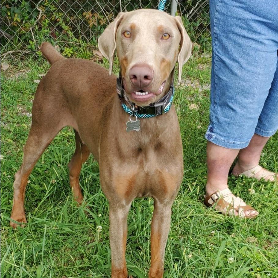 Raz, a Adoptable mixed breed in Atlanta, GA image 5/6
