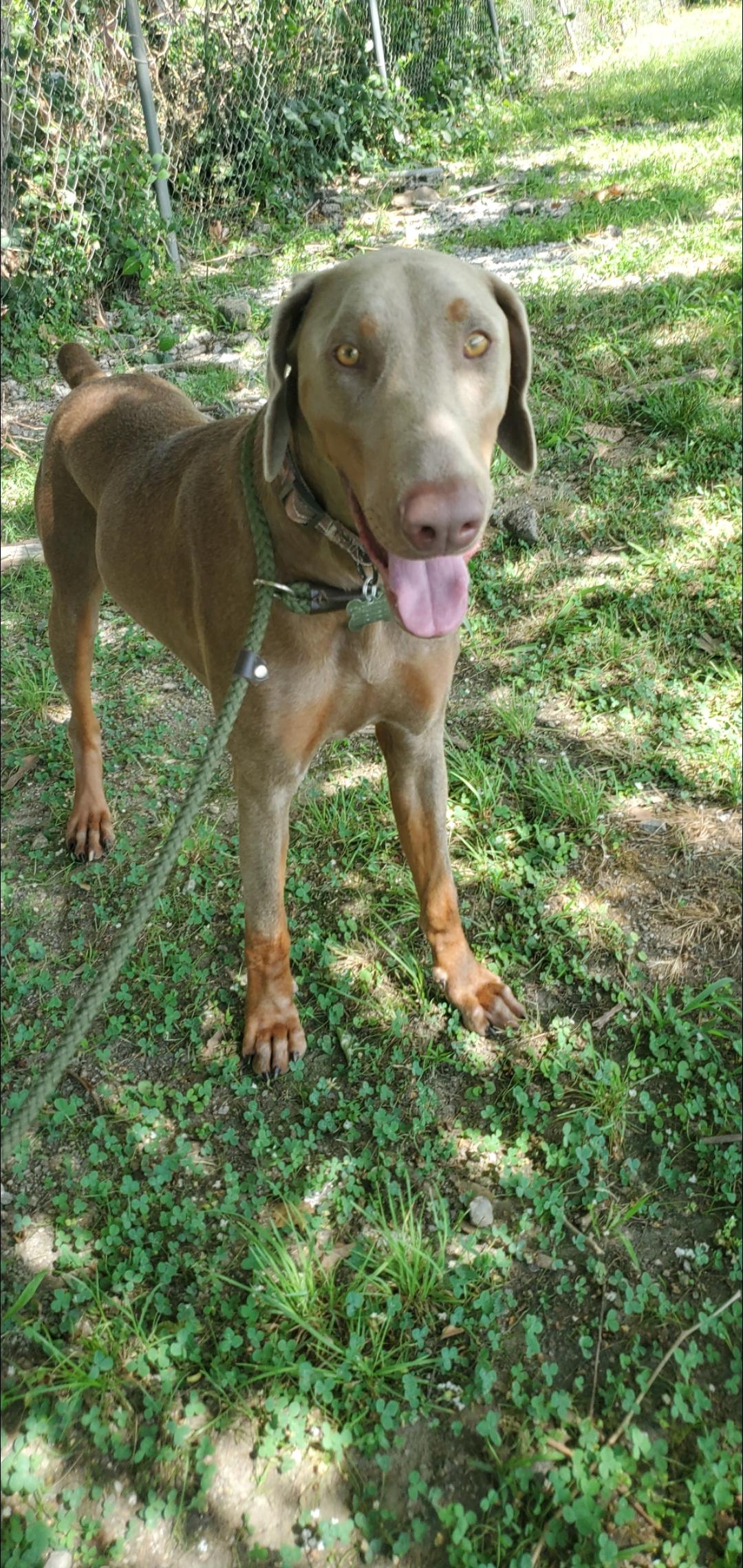 Raz, a Adoptable mixed breed in Atlanta, GA image 2/6