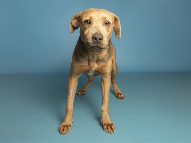 VENUS, Adoptable, Young Female Pit Bull Terrier & Mixed Breed.