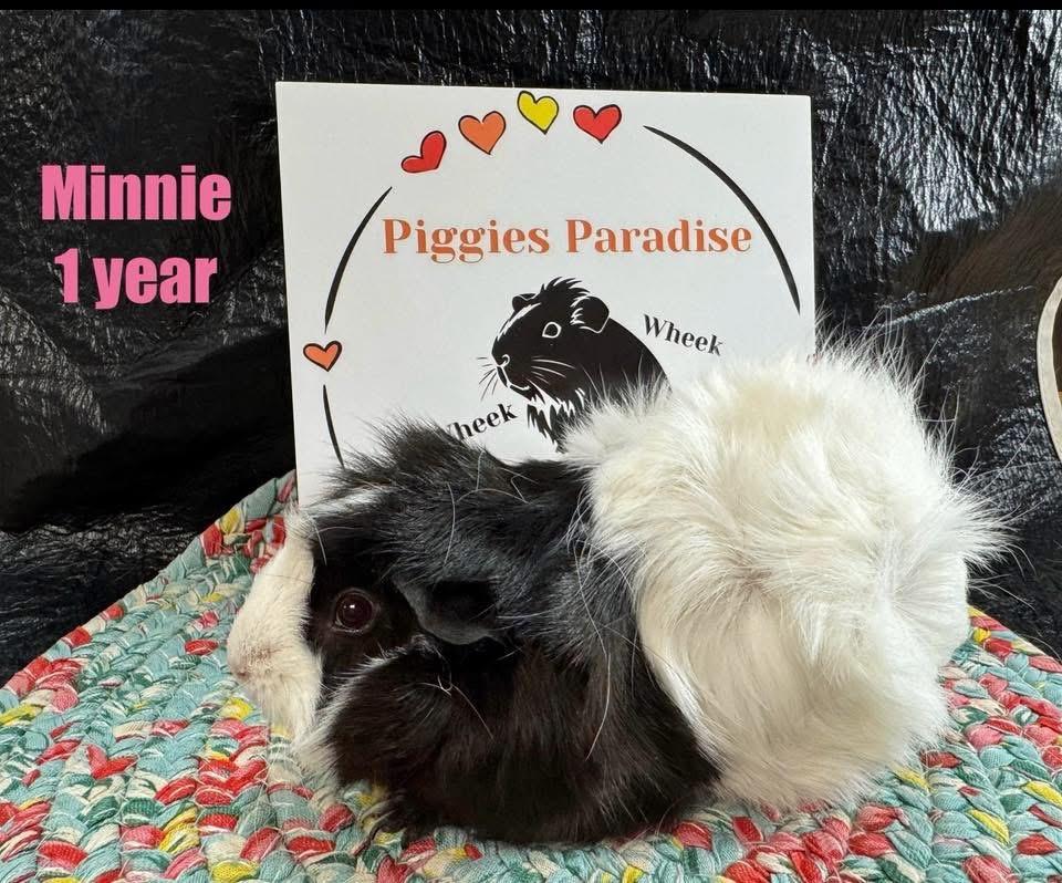 Minnie, adopted, Adult Female Abyssinian.