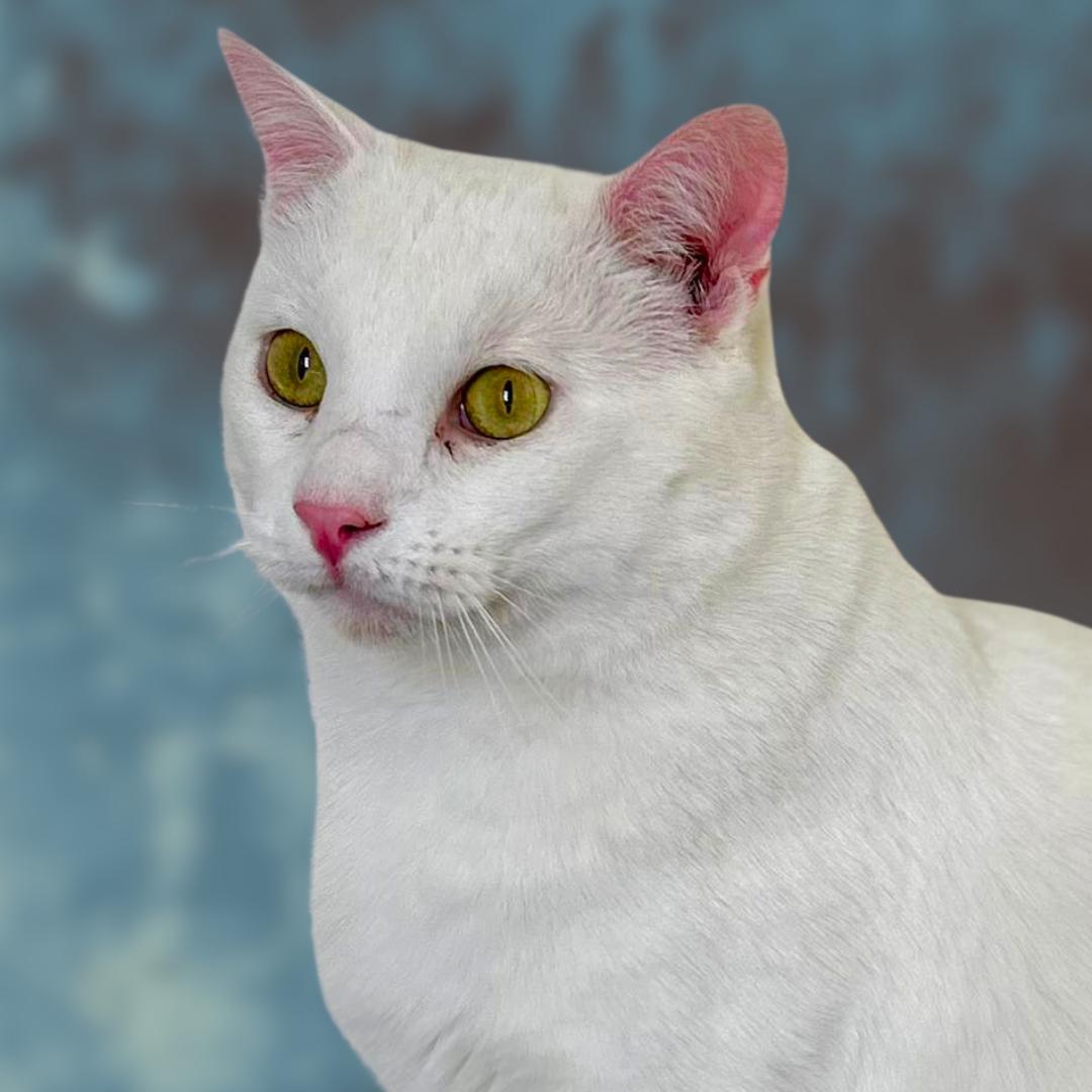 NIMBUS