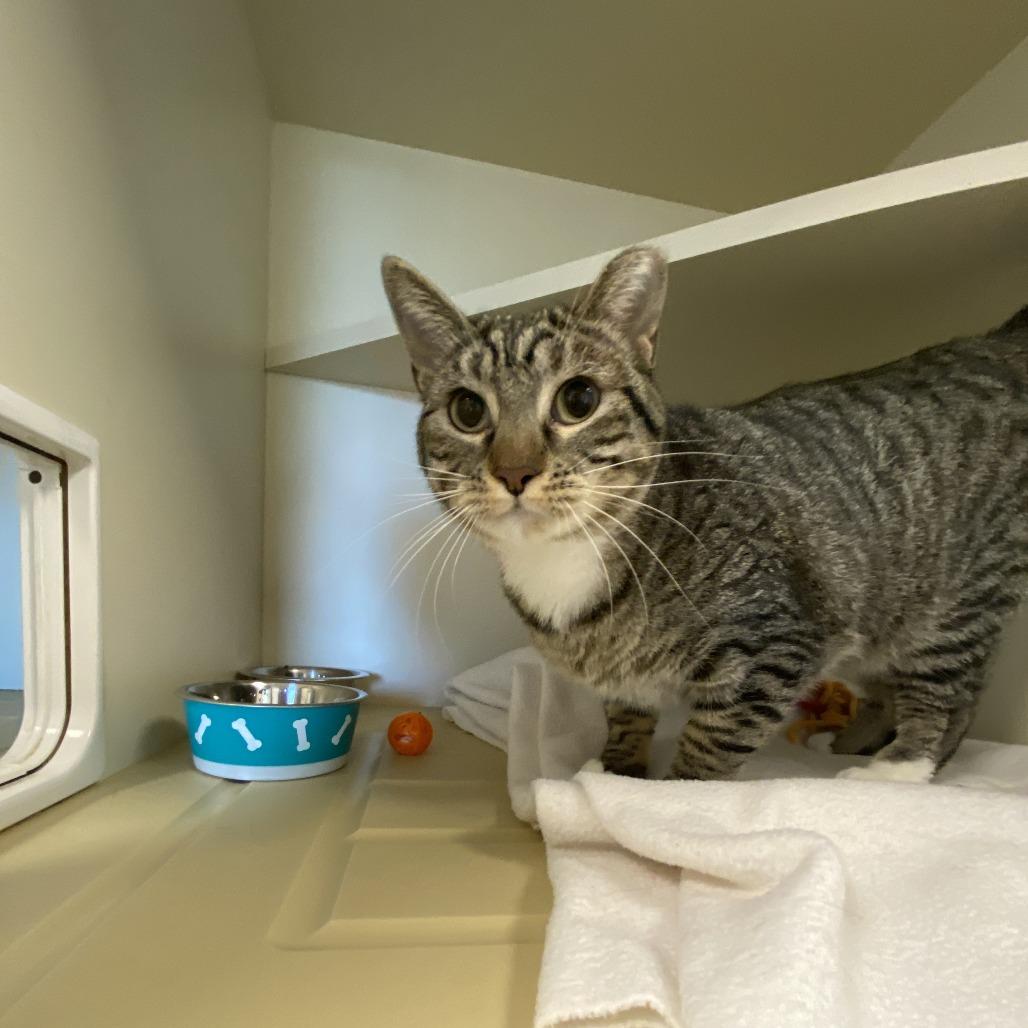 Enlarge Abby, a Adoptable Domestic Short Hair in Cody, WY image 1/6