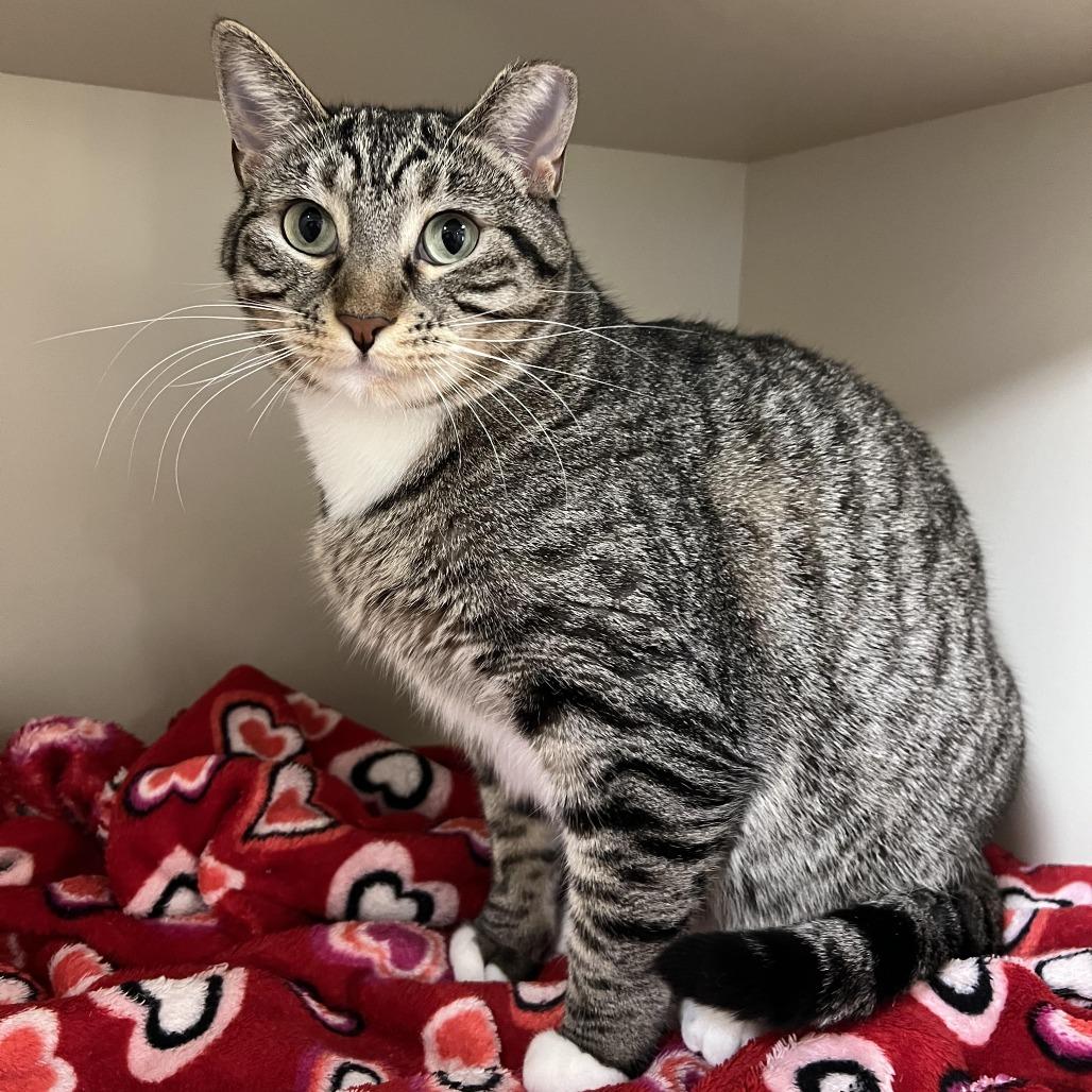 Enlarge Abby, a Adoptable Domestic Short Hair in Cody, WY image 3/6