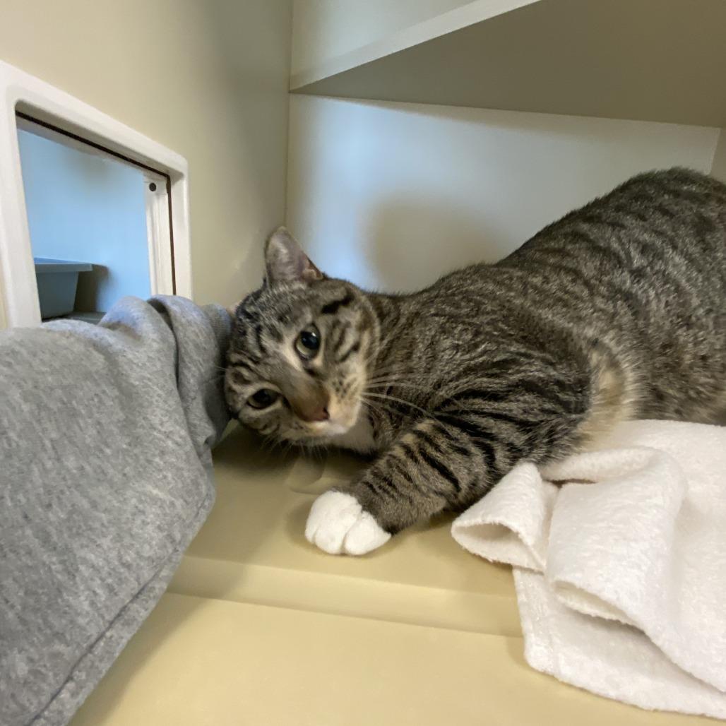 Enlarge Abby, a Adoptable Domestic Short Hair in Cody, WY image 4/6