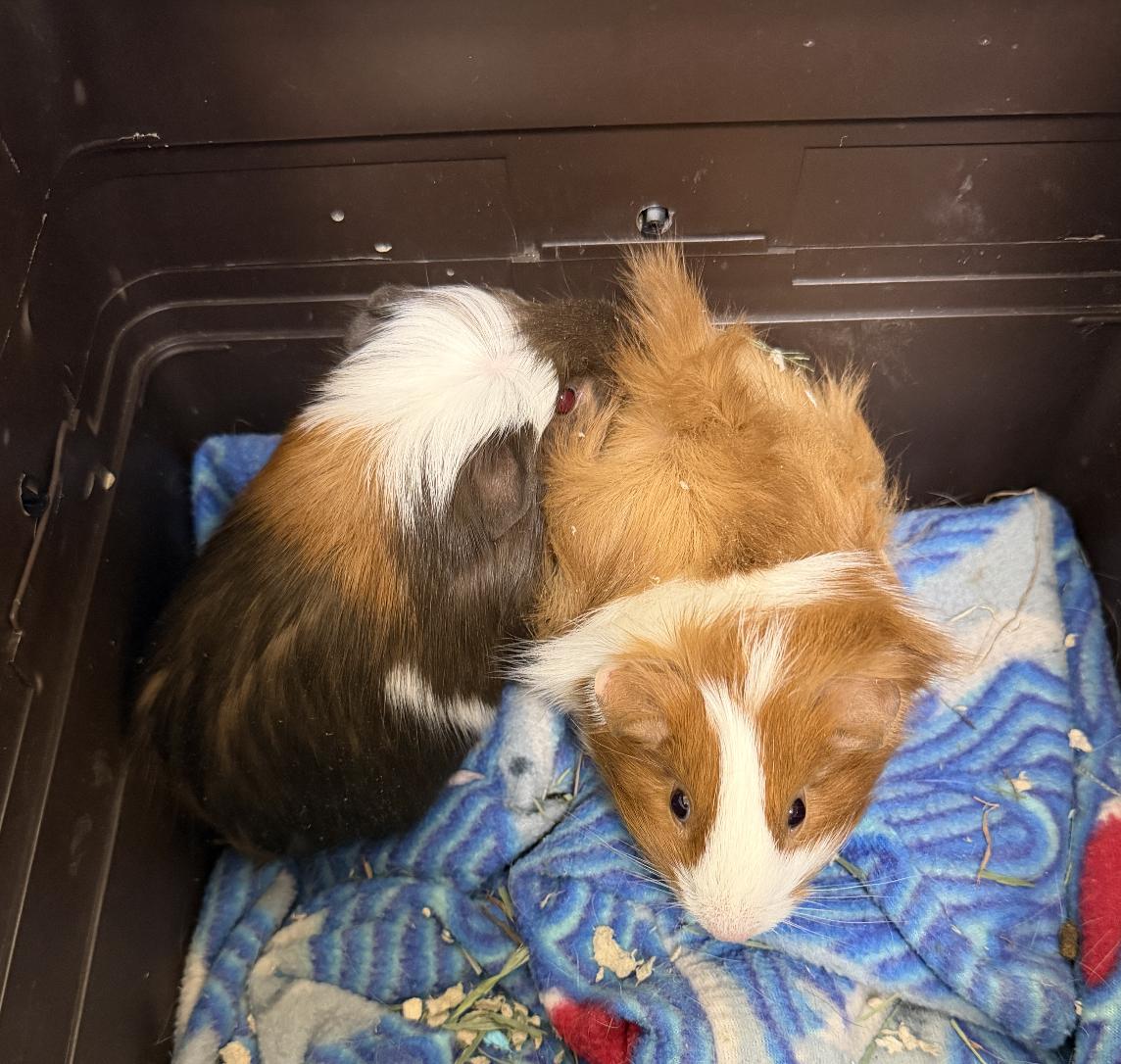 Enlarge Gar & Trout BONDED, a ADOPTABLE Guinea Pig in Minneapolis, MN image 1/1