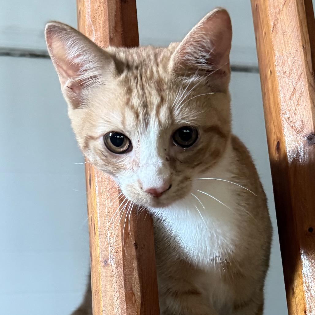Atomic Tangerine, Adoptable, Kitten Male Domestic Short Hair.