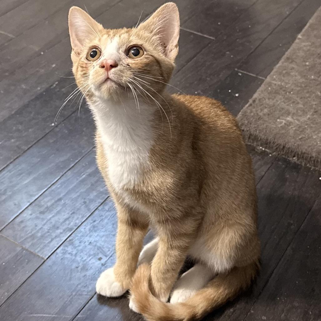 Enlarge Atomic Tangerine, a Adoptable Domestic Short Hair in Jarrettsville, MD image 2/6