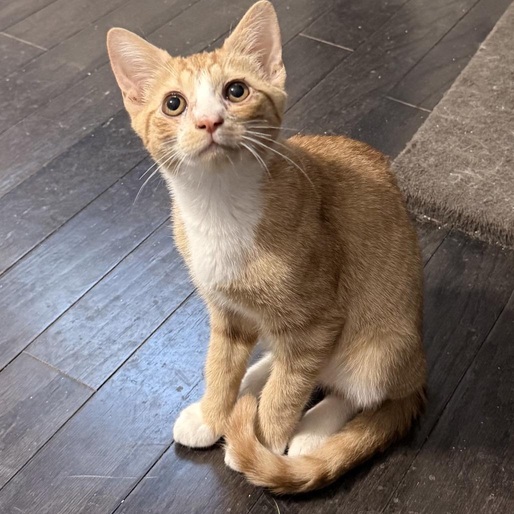 Enlarge Atomic Tangerine, a Adoptable Domestic Short Hair in Jarrettsville, MD image 3/6