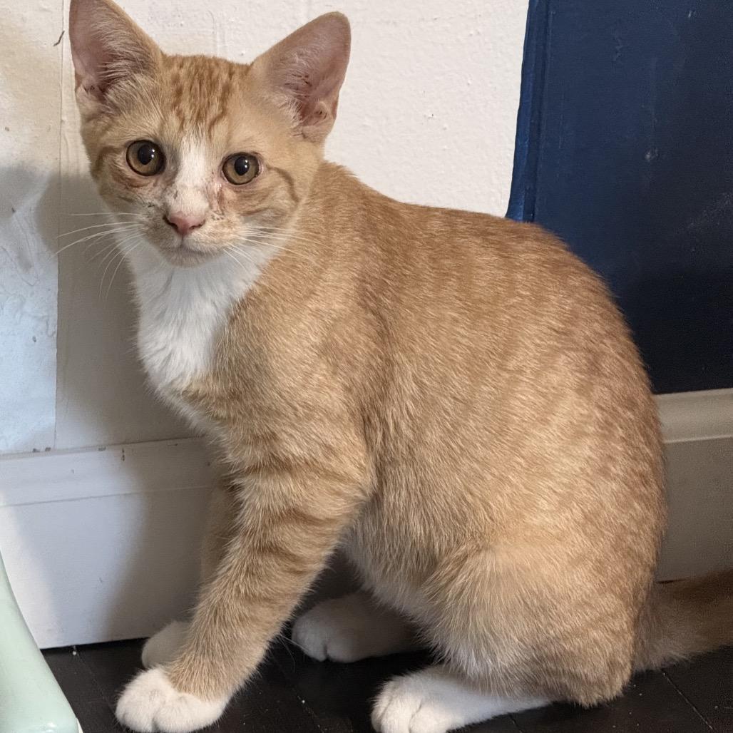 Enlarge Atomic Tangerine, a Adoptable Domestic Short Hair in Jarrettsville, MD image 4/6