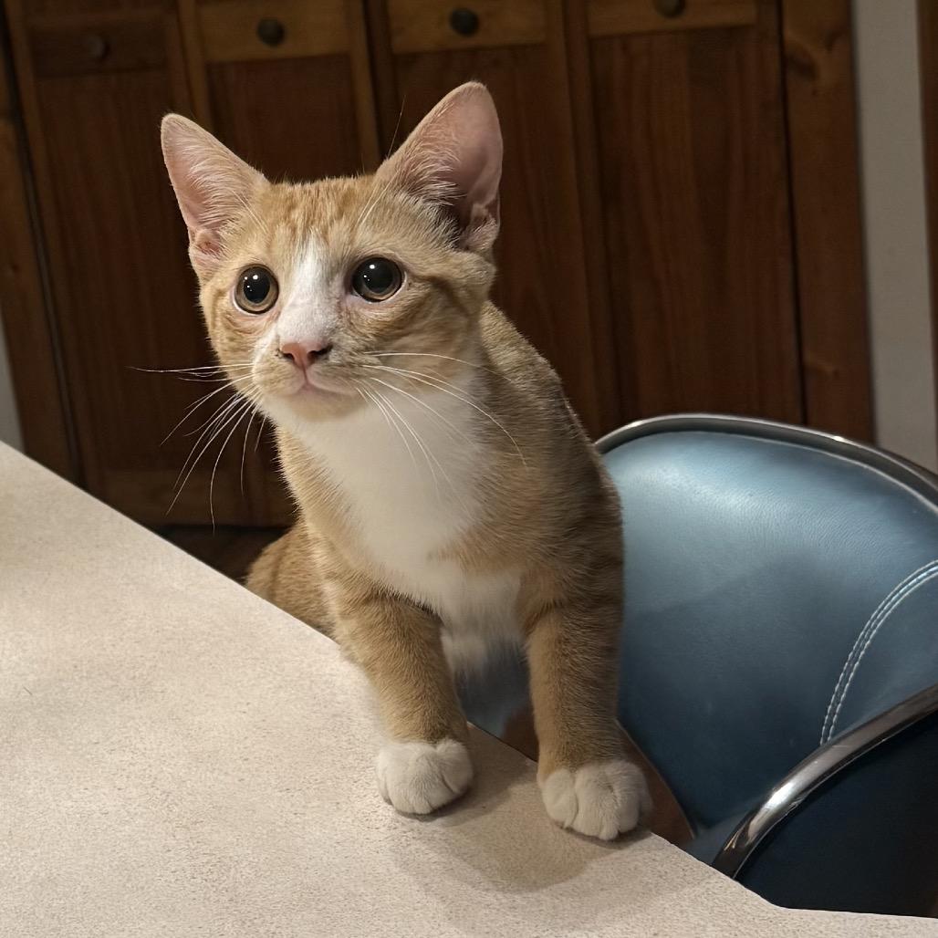 Enlarge Atomic Tangerine, a Adoptable Domestic Short Hair in Jarrettsville, MD image 5/6