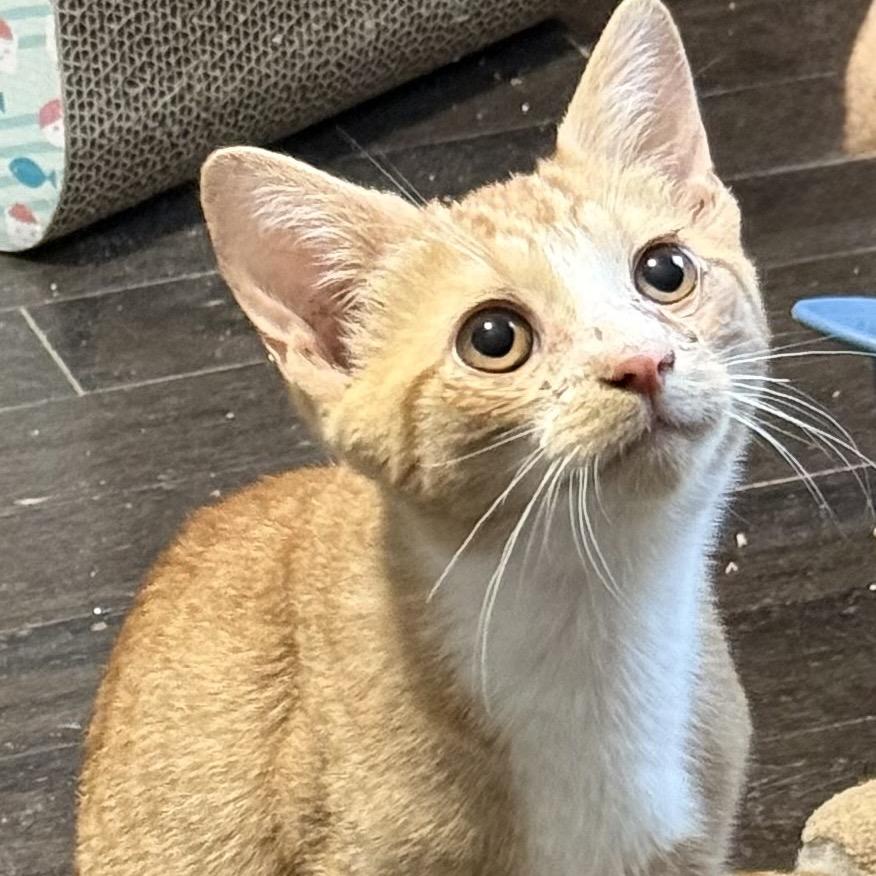 Enlarge Atomic Tangerine, a Adoptable Domestic Short Hair in Jarrettsville, MD image 6/6
