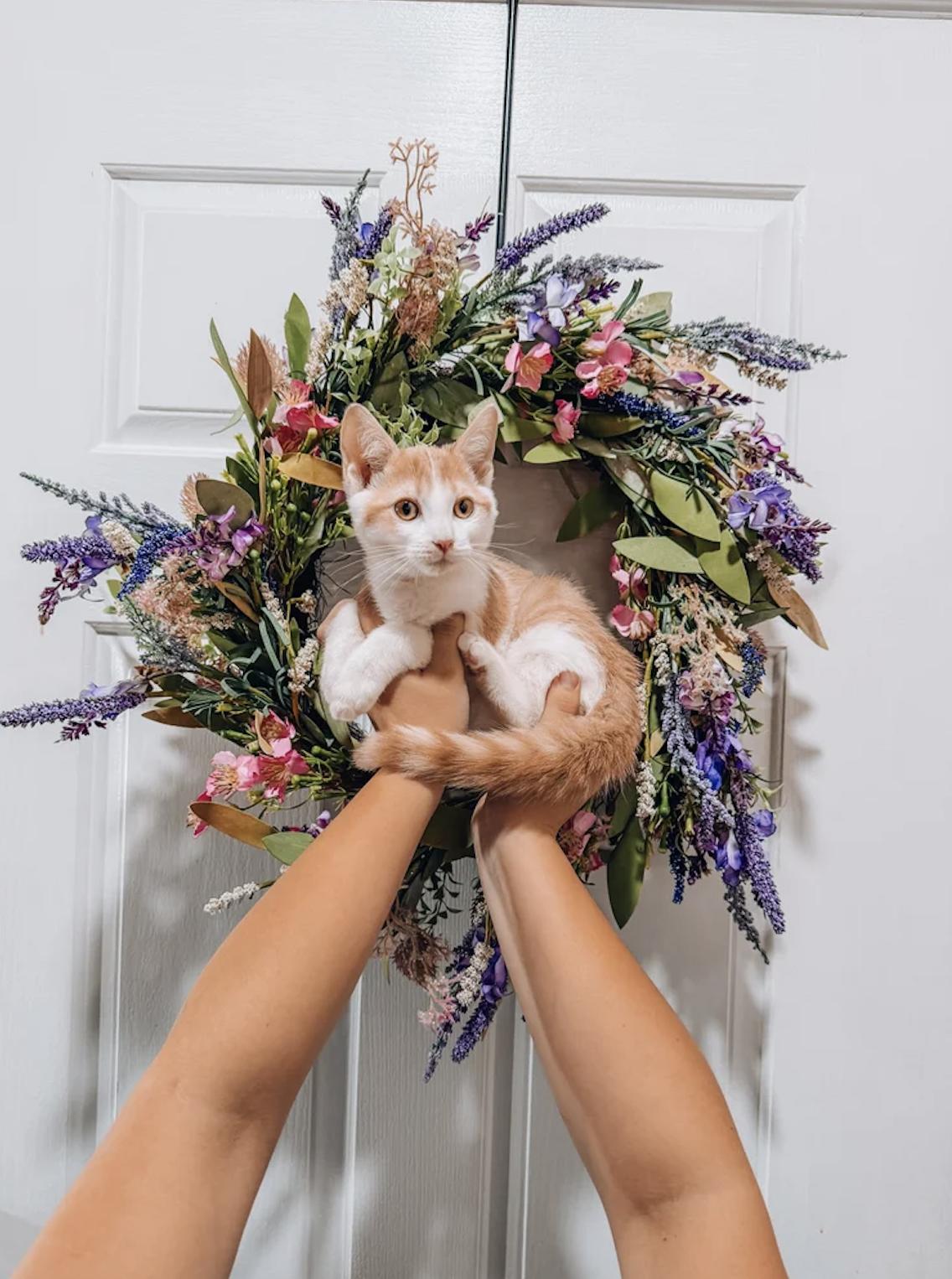 Bob, Adoptable, Kitten Male Tabby.