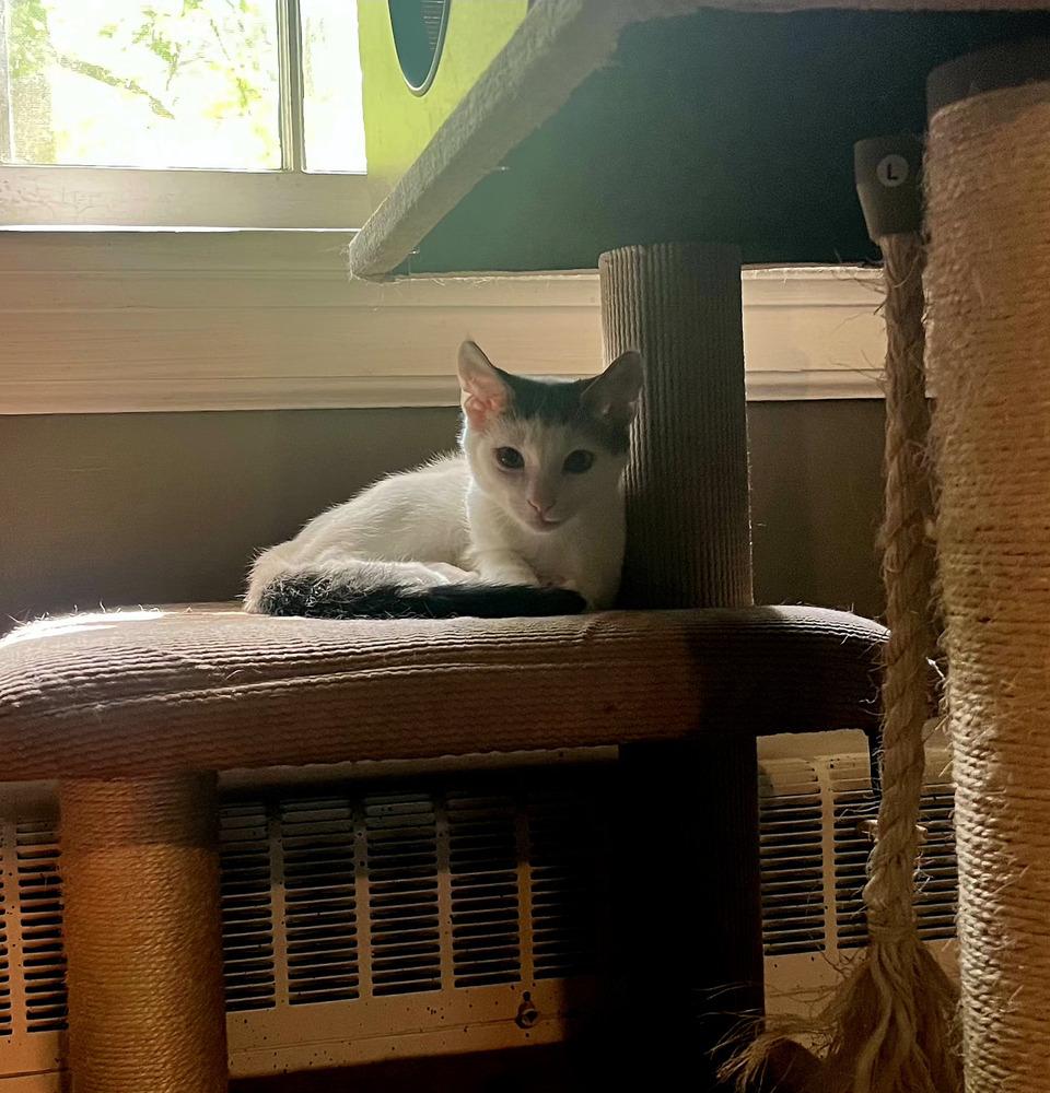 Joker, Adoptable, Kitten Male Domestic Short Hair.