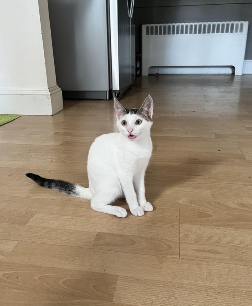 Enlarge Joker, a Adoptable Domestic Short Hair in Wendell, NC image 2/5