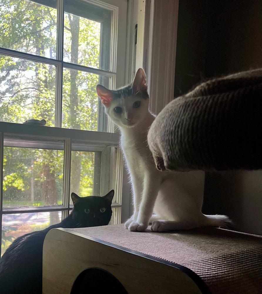 Enlarge Joker, a Adoptable Domestic Short Hair in Wendell, NC image 5/5