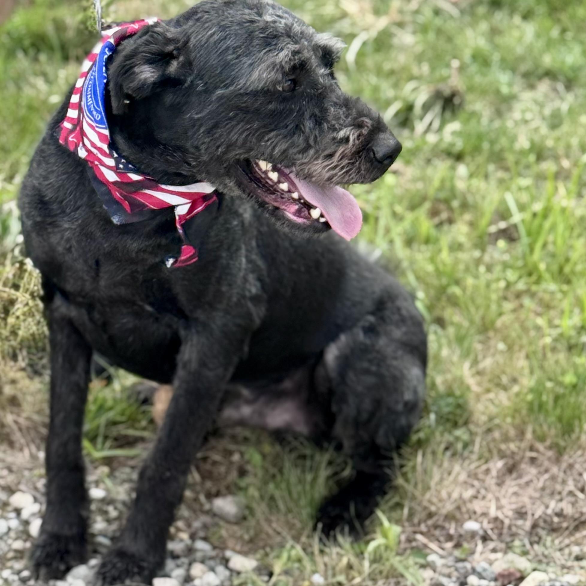 CANNON, a ADOPTABLE mixed breed in Wilmington, OH image 4/5