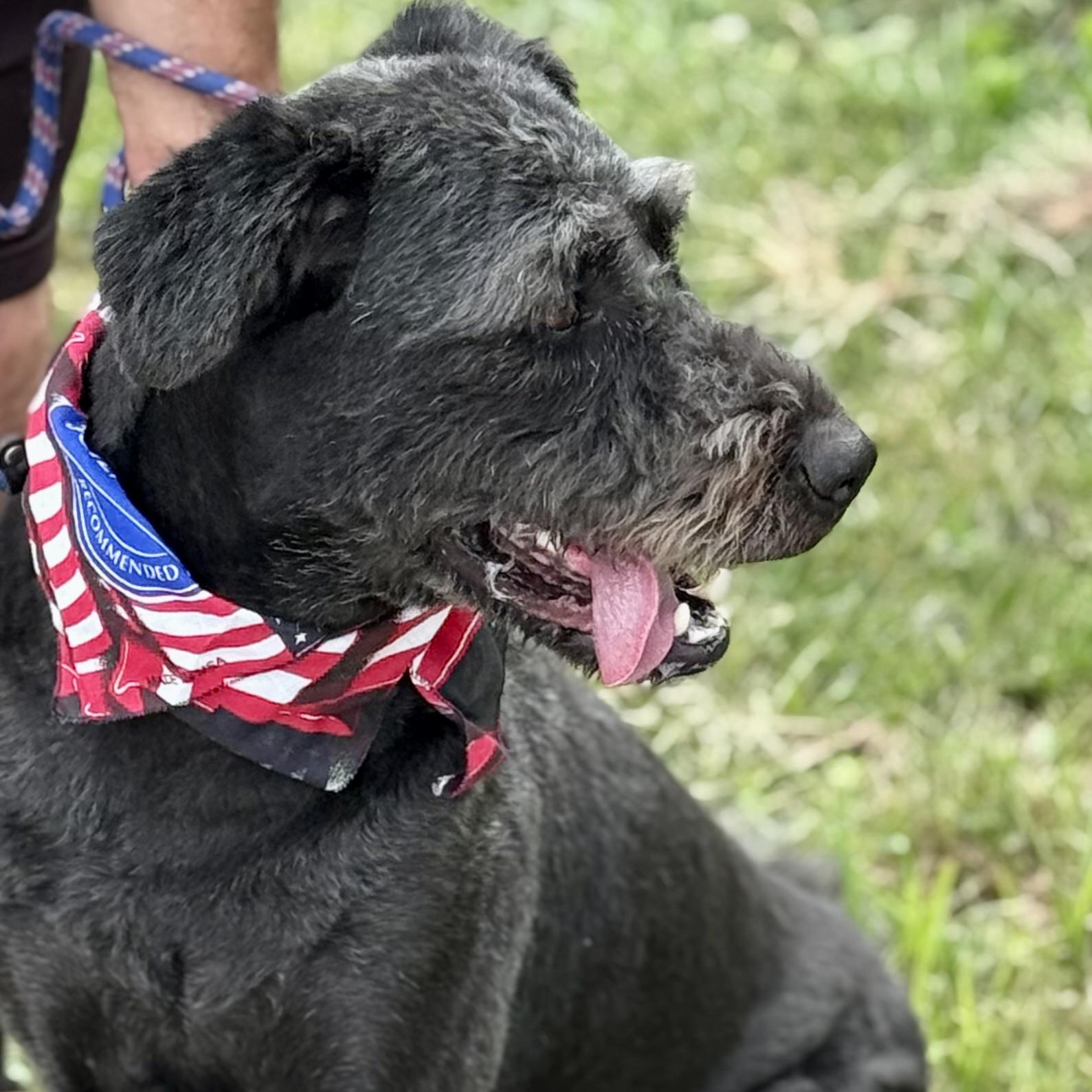 CANNON, a ADOPTABLE mixed breed in Wilmington, OH image 5/5
